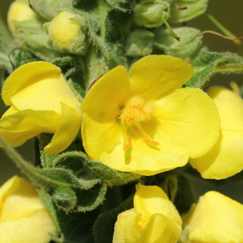 Molène tisane | Bouillon blanc fleurs