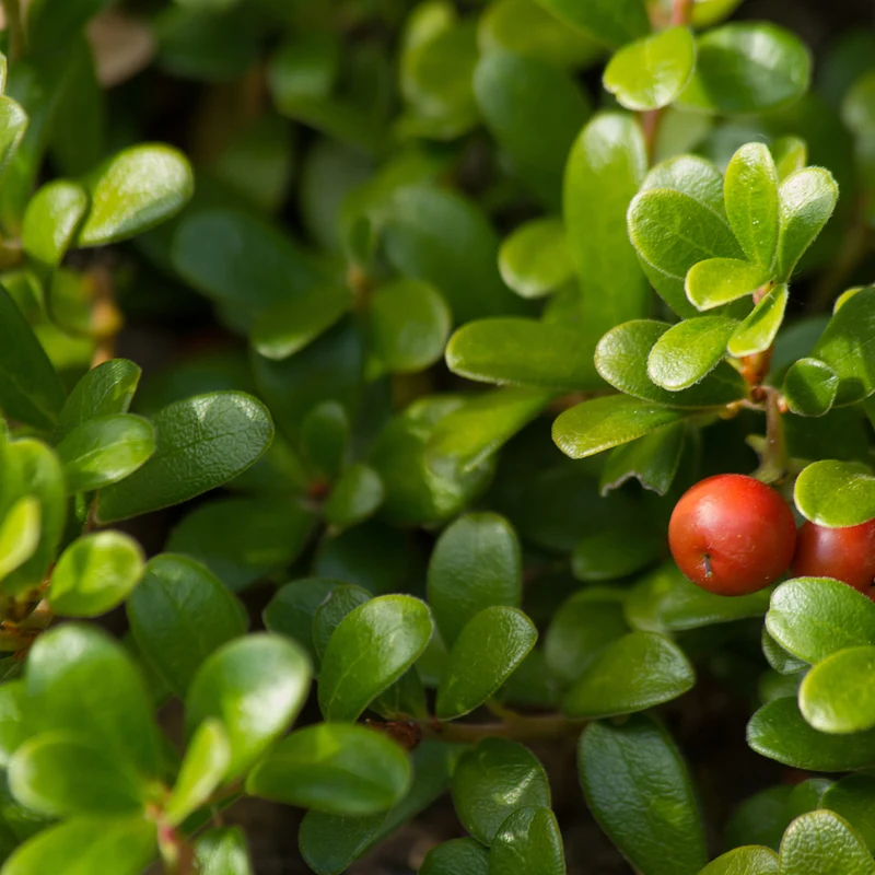 Busserole tisane | Feuilles coupées