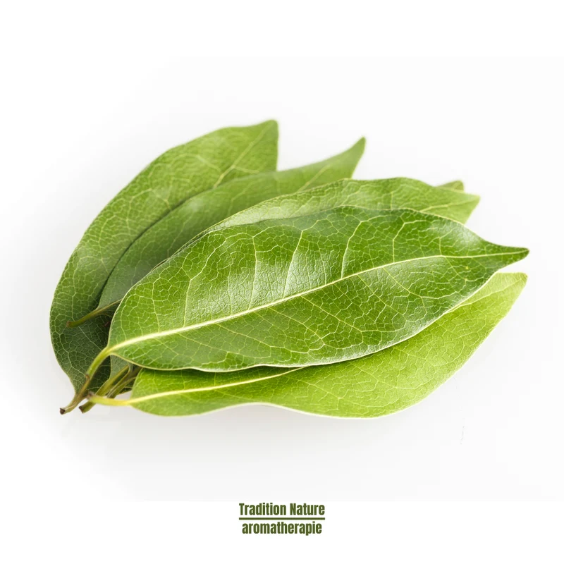 Huile essentielle de Laurier noble