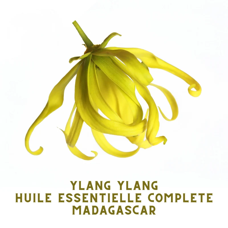 Huile essentielle d’ylang-ylang complète | Madagascar