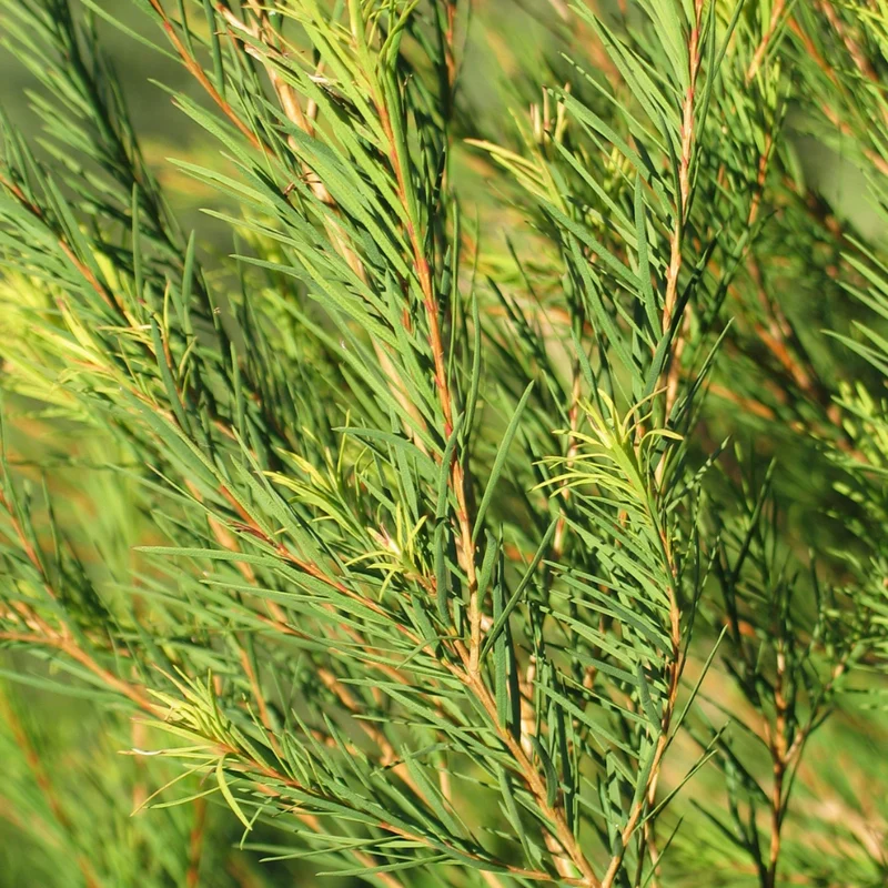 Stick anti-boutons bio PUR'tea tree