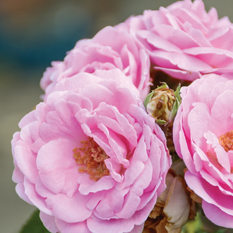Rose de Damas - Eau florale / Hydrolat bio