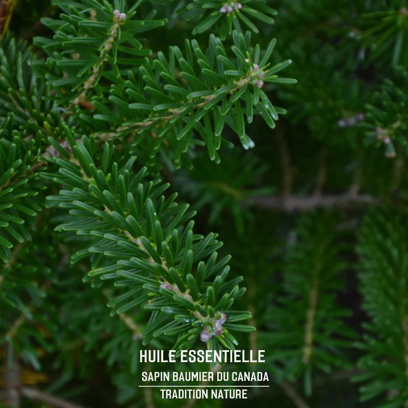 Huile essentielle de sapin Baumier