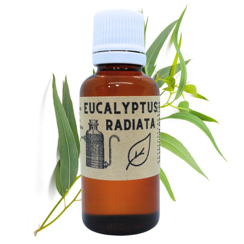 Huile Essentielle d'Eucalyptus Radiata