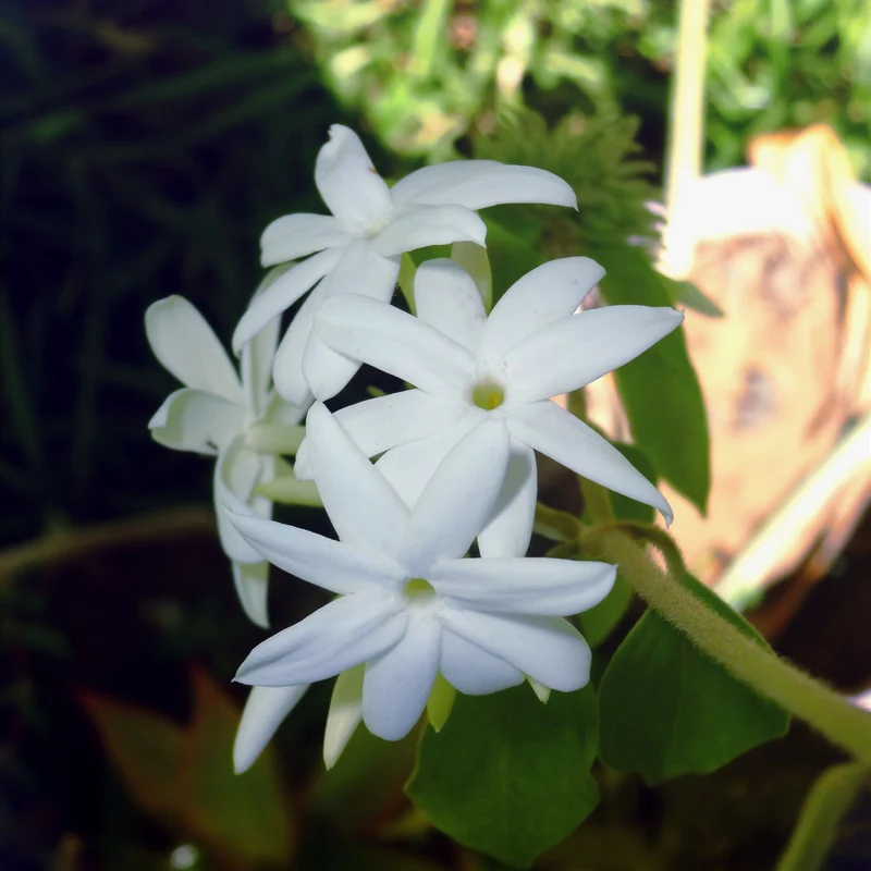 Bougie Iokko Verre - Jasmin