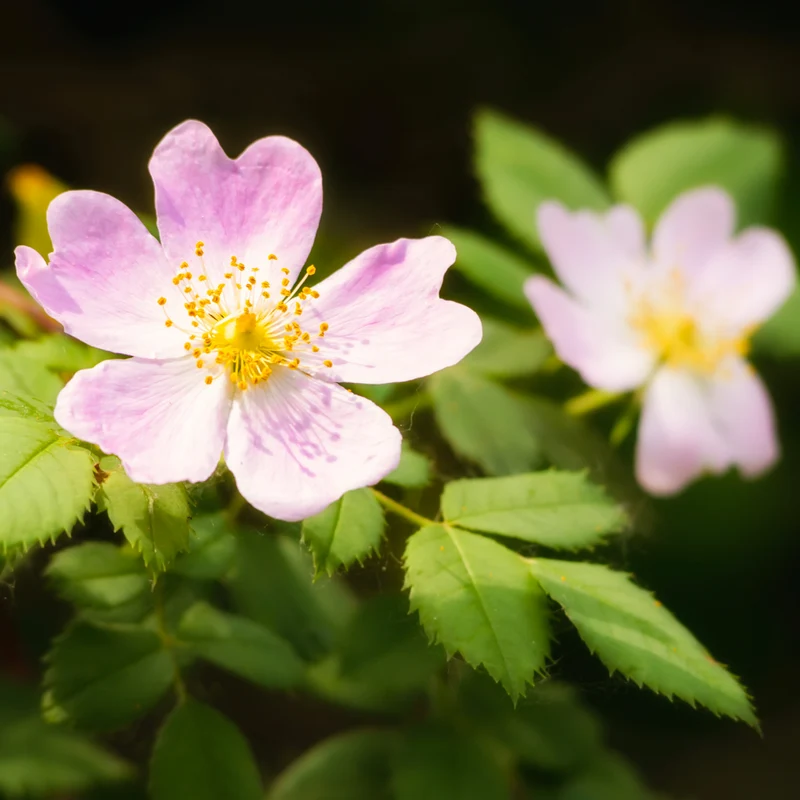 Brume parfumée - Eglantine