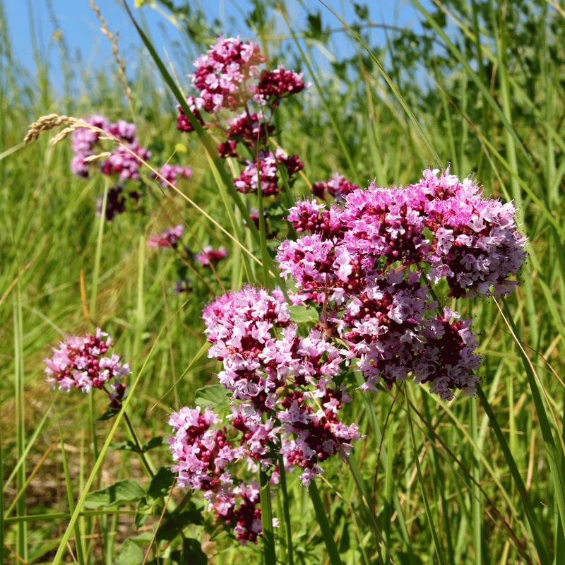 Huile essentielle d'Origan vert | Origine France (Origanum vulgaris)