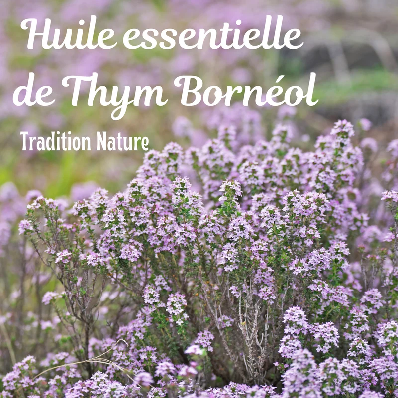 Huile Essentielle Thym à Bornéol