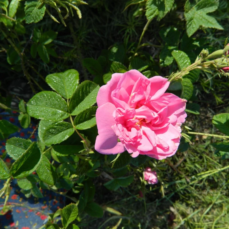 Hydrolat Rose de Damas Bio 100 ml