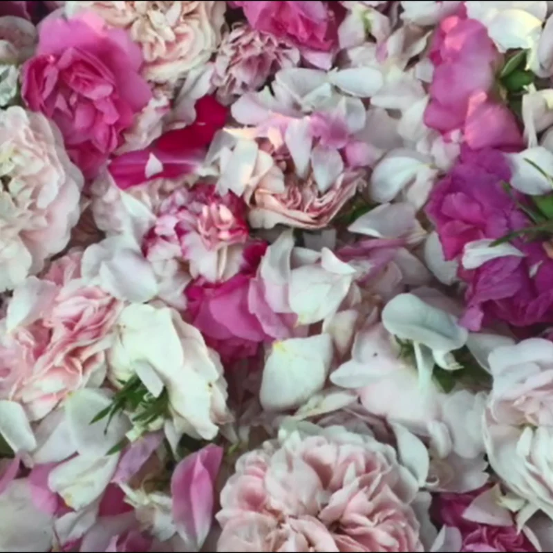 Hydrolat Roses Anciennes Bio 100 ml