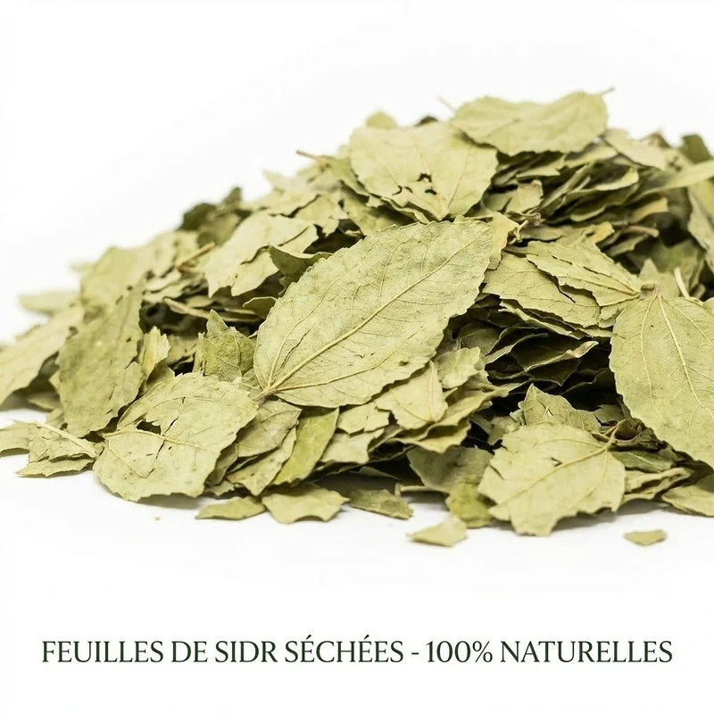 1kg Feuilles de Sidr Naturelles - Feuilles de Jujubier - Natureluxy