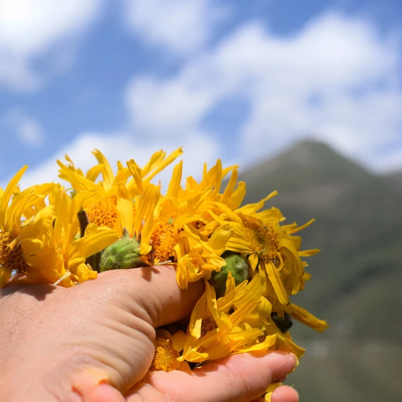 Huile de macération à l'Arnica