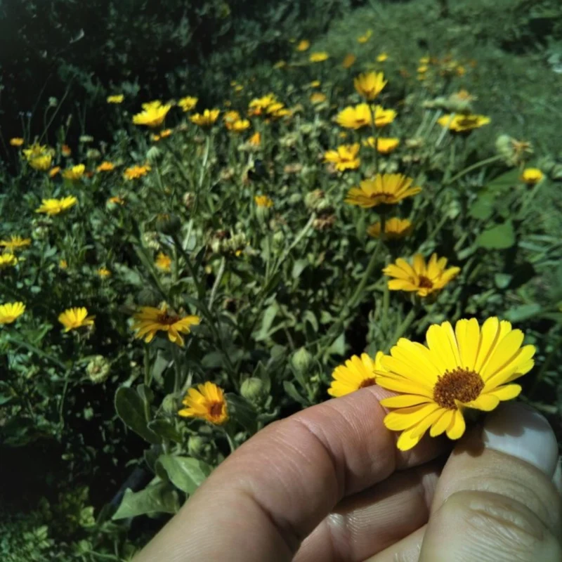 Huile de macération au Calendula