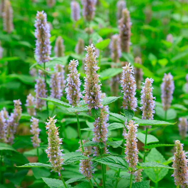 Savon Patchouli