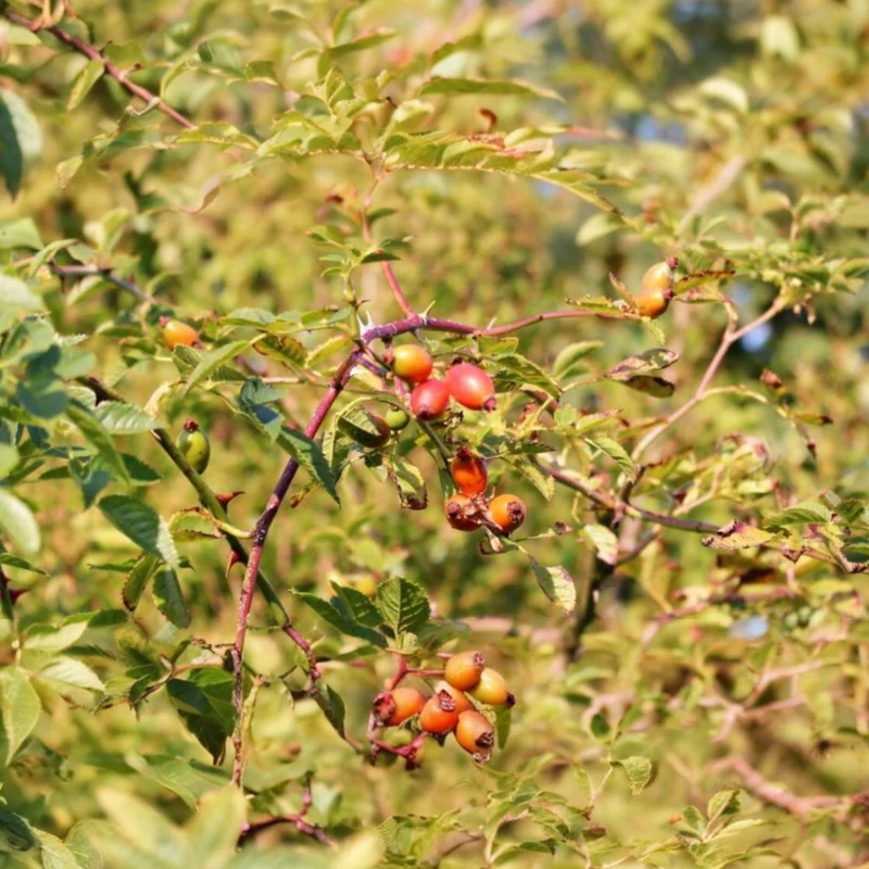 Huile de macération de Rosa Canina (Eglantine)