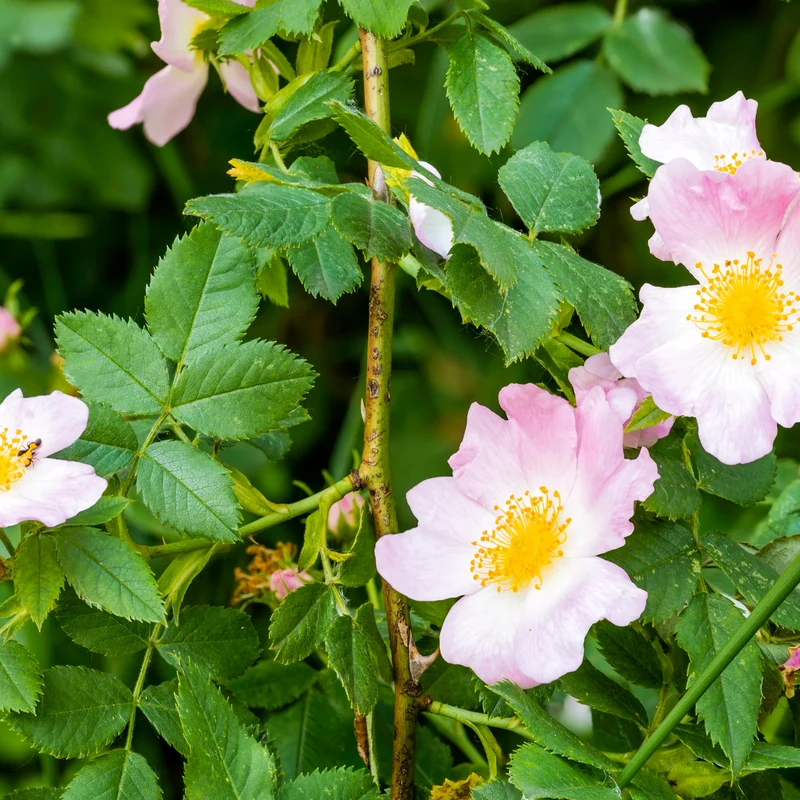 Huile de macération de Rosa Canina (Eglantine)