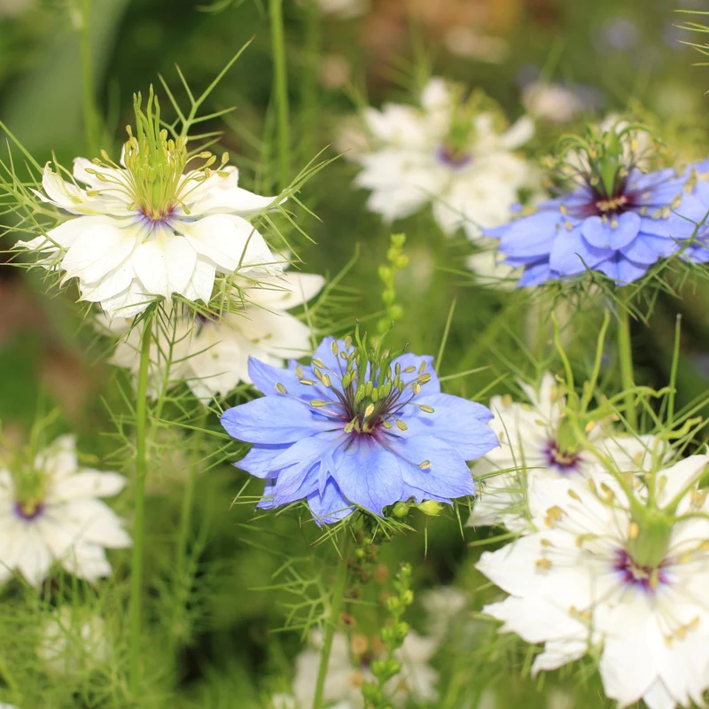 Huile de Nigelle