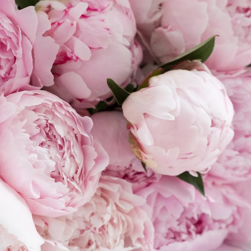 Savon Pivoine