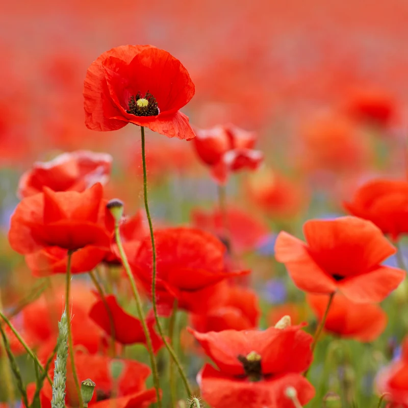 Savon Coquelicot