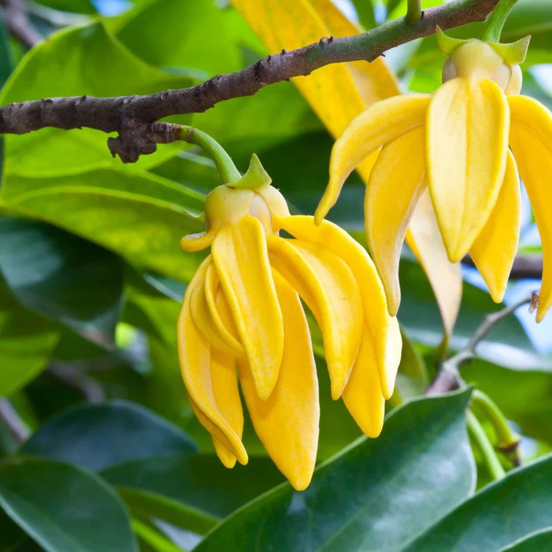 Huile essentielle Ylang-Ylang Bio 5 ml