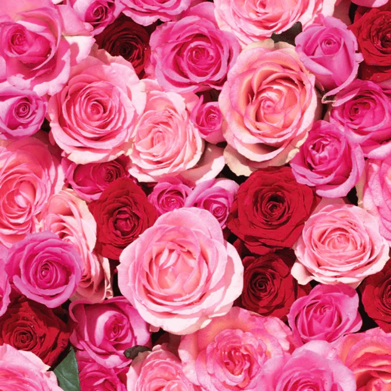 Huile de Corps Élixir Ayurvédique Rose Love